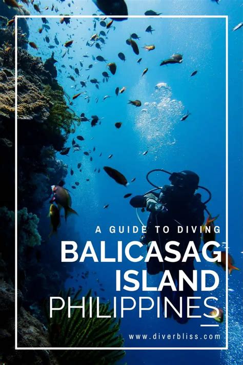 Balicasag Diving: Explore The Underwater Heaven Of Bohol, Philippines