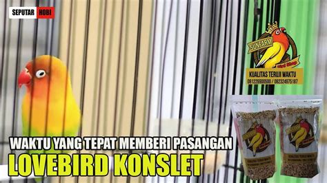 Waktu Yang Tepat Memberi Pasangan Agar Lovebird Bisa Konslet Youtube