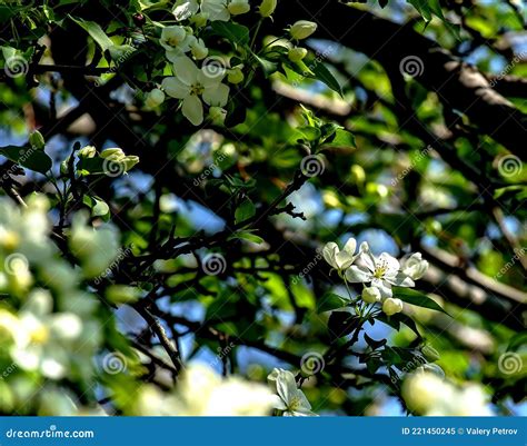 Ramas De Un Manzano Floreciente Con Hermosas Flores Blancas Imagen De