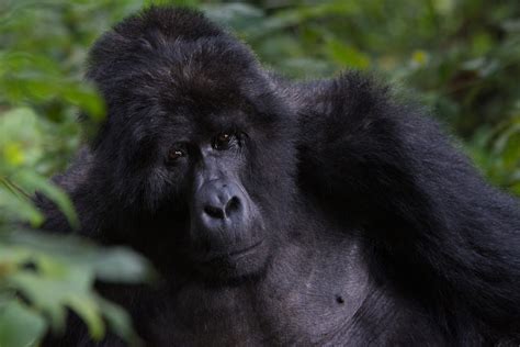 Days Rwanda Gorilla And Golden Monkey Trekking Lake Kivu