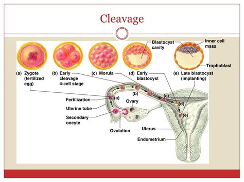 Ppt Physiology Of Pregnancy Powerpoint Presentation Free Download