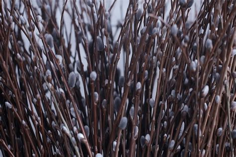 Premium Photo Pussy Willow Willow Branches Bloom Spring Concept Easter Holiday Background