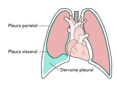 Resumo de Pleura anatomia função e mais