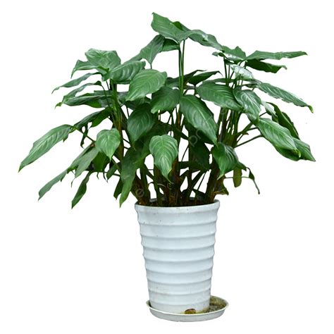 Indoor Green Plants And Radiation Protection Potted Plants Green Air