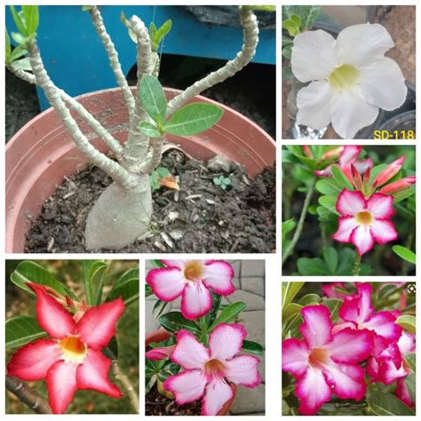 1 Piece Adenium Obesum Shopee Philippines