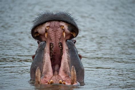 4,300+ Hippo Teeth Stock Photos, Pictures & Royalty-Free Images - iStock