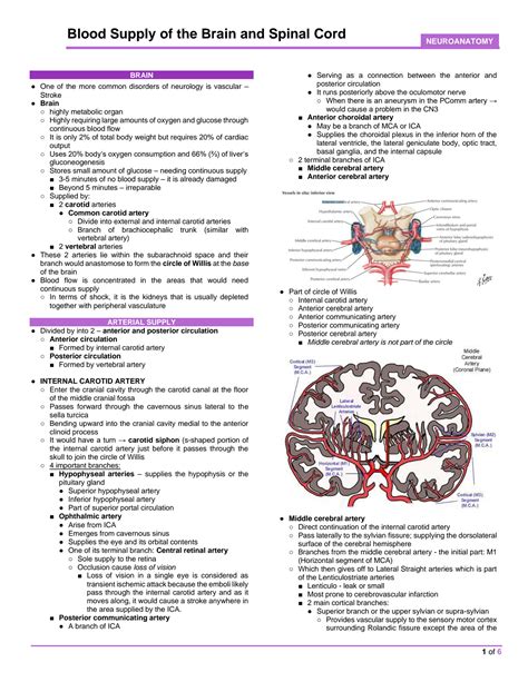 Solution Neuroanatomy Blood Supply Of The Brain And Spinal Cord