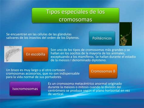 Tarea 3 Cromosomas Ppt