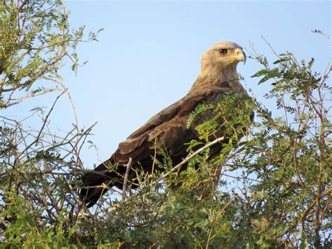 Степной Орел Ростовской Области Фото – Telegraph
