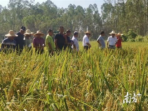 化州：农技专家深入田间地头，助力灾后农业生产恢复水稻受灾指导