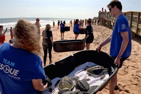 Clearwater Marine Aquarium Releases Sea Turtles At Flagler Beach