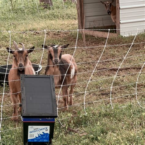 The Best Portable Electric Fence For Goats At Home On The Homestead