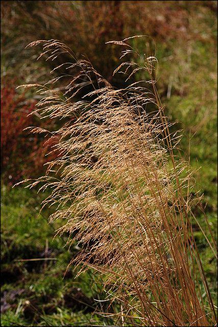 Tufted Hair-grass (Deschampsia flexuosa) | Ornamental grasses, Grass, Landscaping with rocks