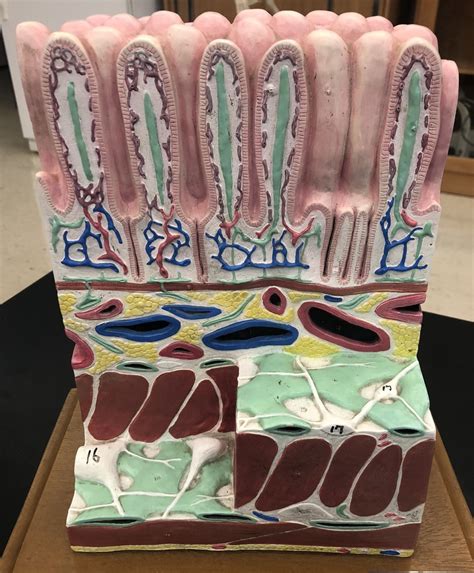 Cross Section Of Small Intestine Diagram Quizlet