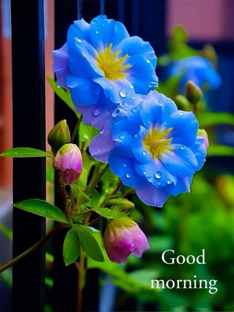 Pin By Sanjay Ponda On Good Morning Good Morning Flowers Pictures