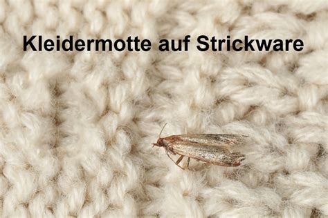 Kleidermotten Effektiv Und Natuerlich Bekaempfen Mit Schlupfwespen