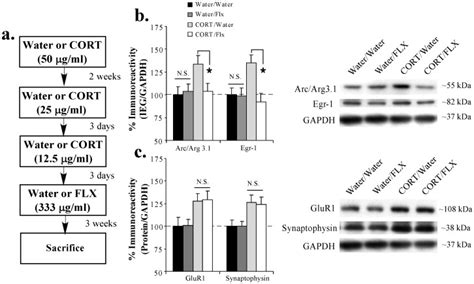 A Schematic Of The Behavioral Protocol Rats Received Either Water Or Download Scientific