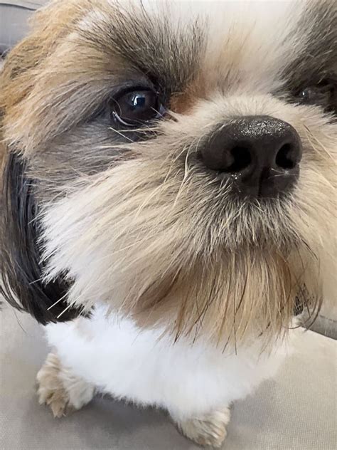 Animal Beautiful Dog Breed Shih Tzu Close Up Stock Image Image Of