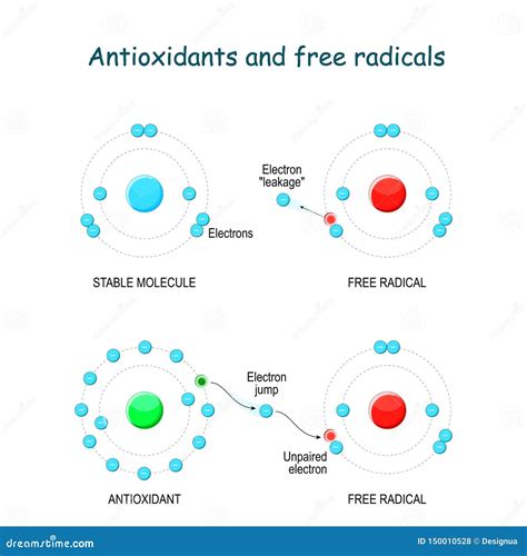 Antioxidants And Free Radicals Stock Vector Illustration Of Anatomy