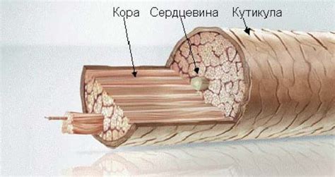 СТРОЕНИЕ ВОЛОС. МЕДУЛА, КУТИКУЛА, КОРТЕКС. Зная, что такое волос и с ...