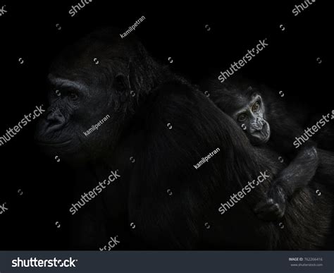 Gorilla Gorilla Western Gorilla Baby Gorilla Stock Photo 762266416 | Shutterstock