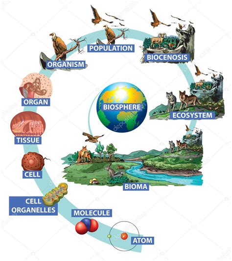 Levels Of Organization Biology Biome At Marie Esquer Blog