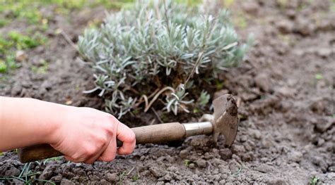 Cómo trasplantar lavanda en 8 sencillos pasos