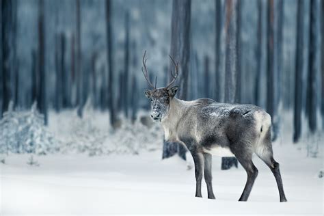 Yes Reindeer Actually Can Have Red Noses—and Other Fascinating Facts