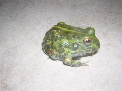 African Bullfrog Facts And Pictures