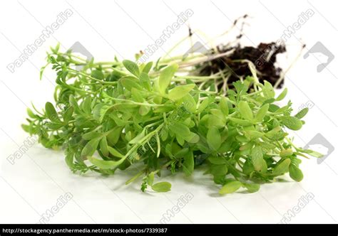 Garden Cress Seeds In Urdu - Garden Cress Seeds