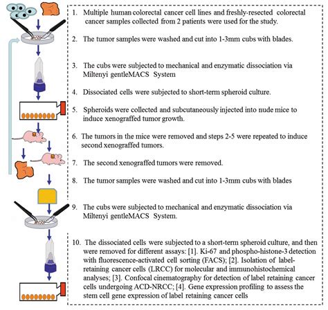 Isolation Of Stem Cells Using Spheroids From Fresh Surgical Specimen