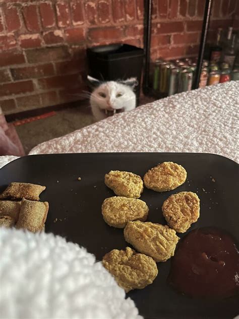 50 ‘scrungy Cats That Were Caught Off Guard Bored Panda