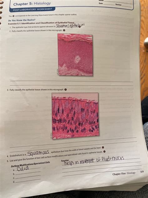 Solved Duis Chapter 5 Histology Post Laboratory Worksheet