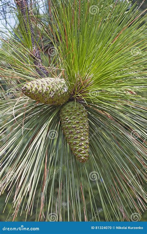 Longleaf pine cones stock photo. Image of palustris, vertical - 81324070