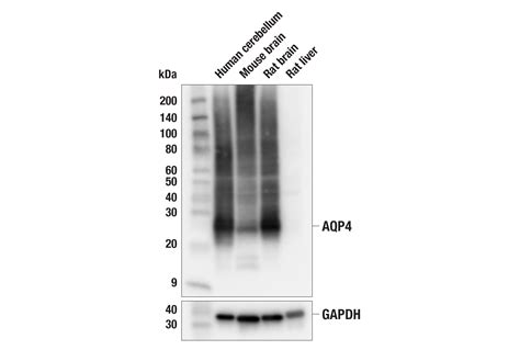 Aqp E W A Mouse Mab Cell Signaling Technology