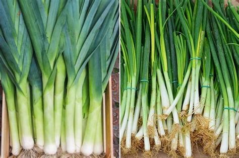 Satu Indonesia Keliru Ini Bedanya Daun Bawang Prei Dan Daun Bawang