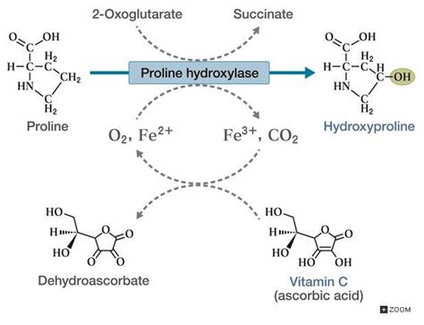 Proline hydroxylation in presence of vitamin C (www.google.com) 6.2 ...