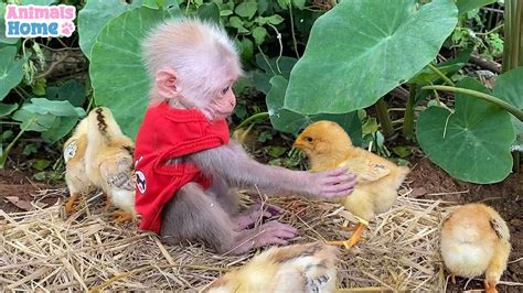 Monkey Bibi Takes Care Of Her Little Friends Old Moments Youtube