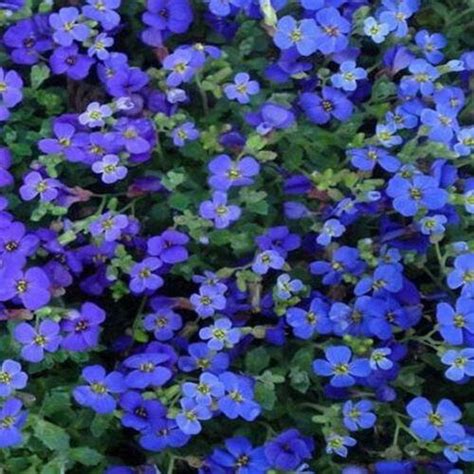 50 Fresh Seeds Aubrieta Cascade Blue Rock Cress Cascading Etsy