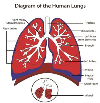 lungs-diagram - Rinehart Insurance Agency