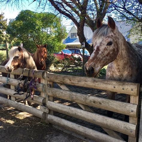Pony Rides Hawkes Bay Farmyard Zoo