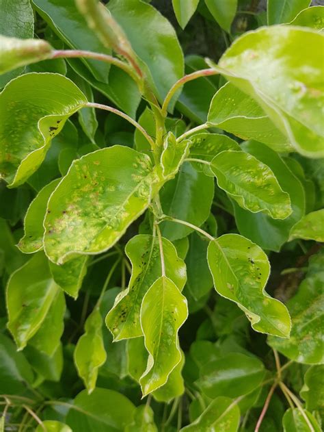 Pear Tree Disease — Bbc Gardeners World Magazine