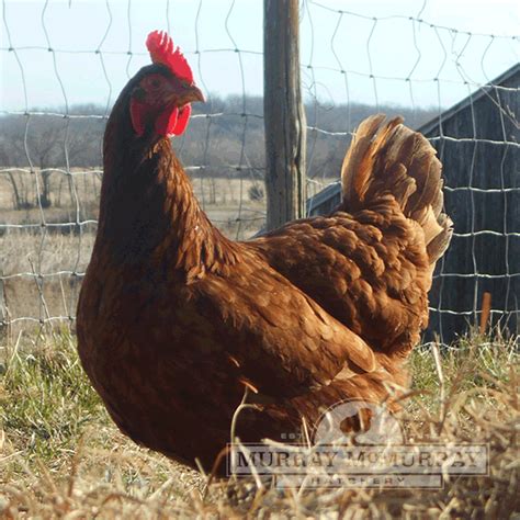 Murray Mcmurray Hatchery Rhode Island Red