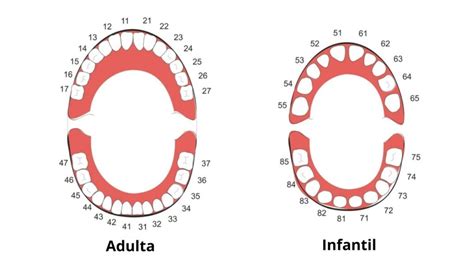 Arcada Dentaria Numera O Veja Como Ela Numerada