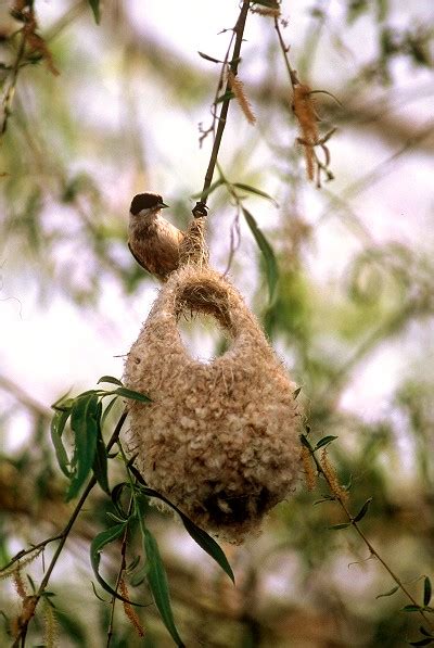 Fauna Deltei Dunarii - Blog Puf si Stuf