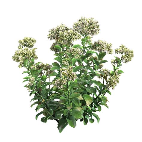Sedum Lemonjade 3D model | CGTrader