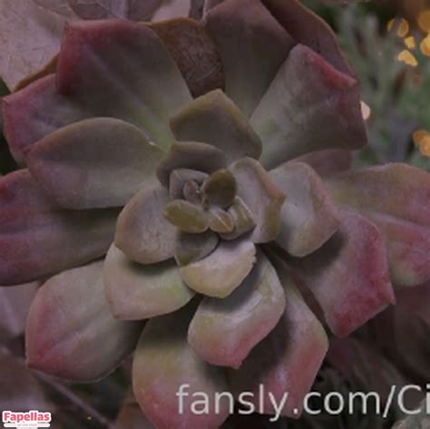 Cinderella Girl Aka Cinderella Story Aka Cinderelagirl69 Aka Cinderelastory Nude Leaks OnlyFans