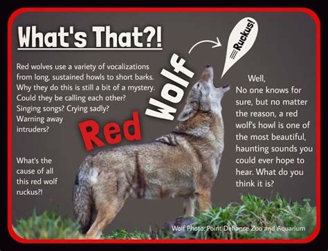 Red Wolf Calendar - National Wolfwatcher Coalition