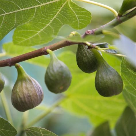 Ischia Golden Fig Tree Ficus Carica Fig Tree Golden 55 Off
