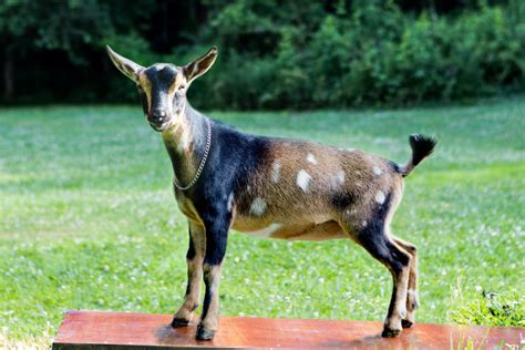 Nigerian Dwarf Dairy Goats At Honey Sweetie Acres Champion Goats